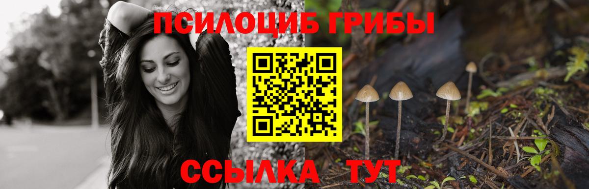 Курчалой  Псилоцибиновые грибы Psilocybine cubensis  Галлюциногенные грибы Psilocybine cubensis  Вход с VPN 